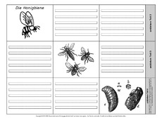 Leporello-Honigbiene-2-1-2.pdf